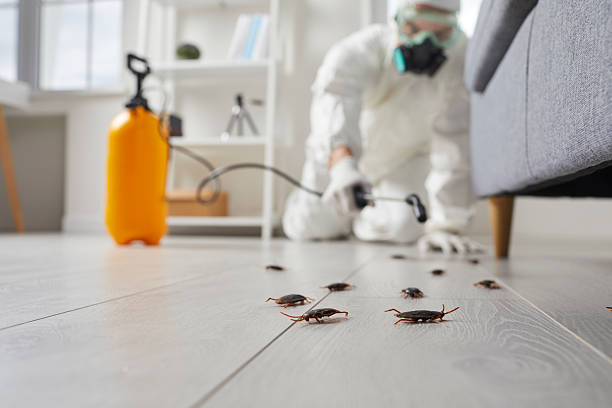 Commercial Rodent Management in McConnelsville
